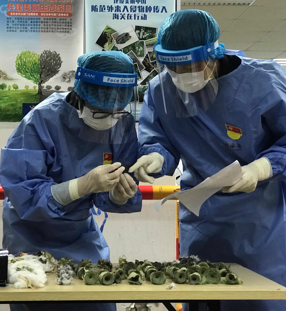 海关查获珍贵多肉植物,海关截获美国液体包裹