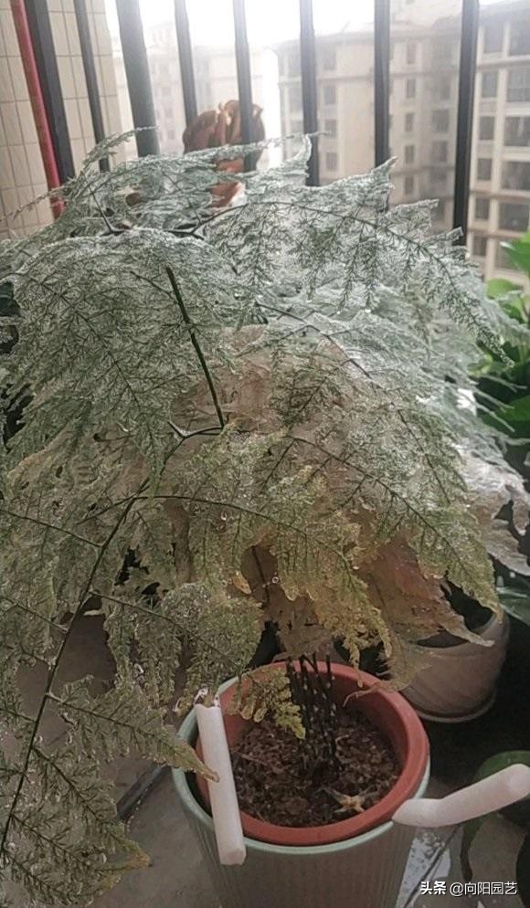 凤尾竹叶子发黄有蜘蛛网怎么补救,文竹叶子出现蜘蛛网发黄