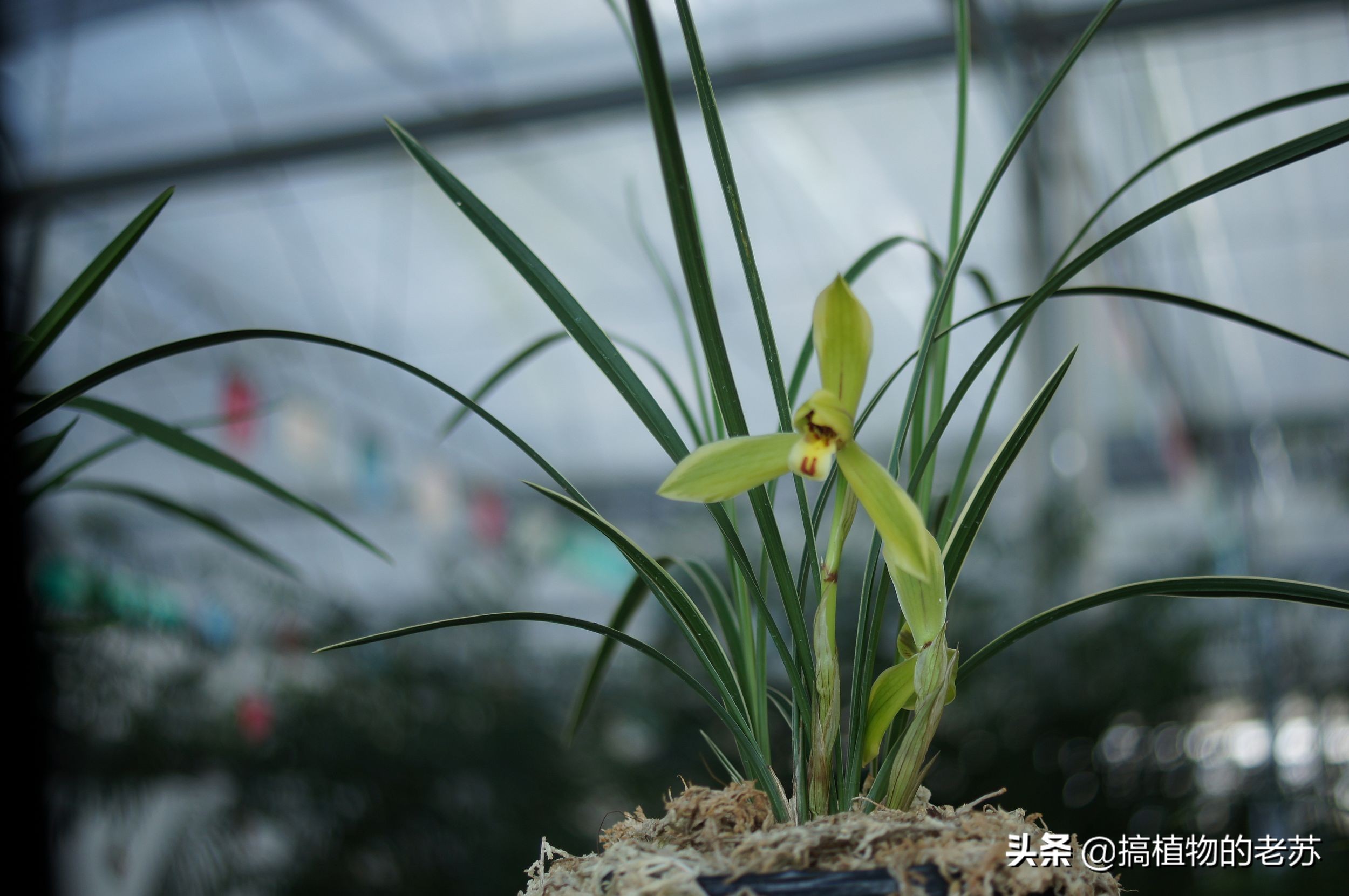 带你看兰花,带你看看蝴蝶兰