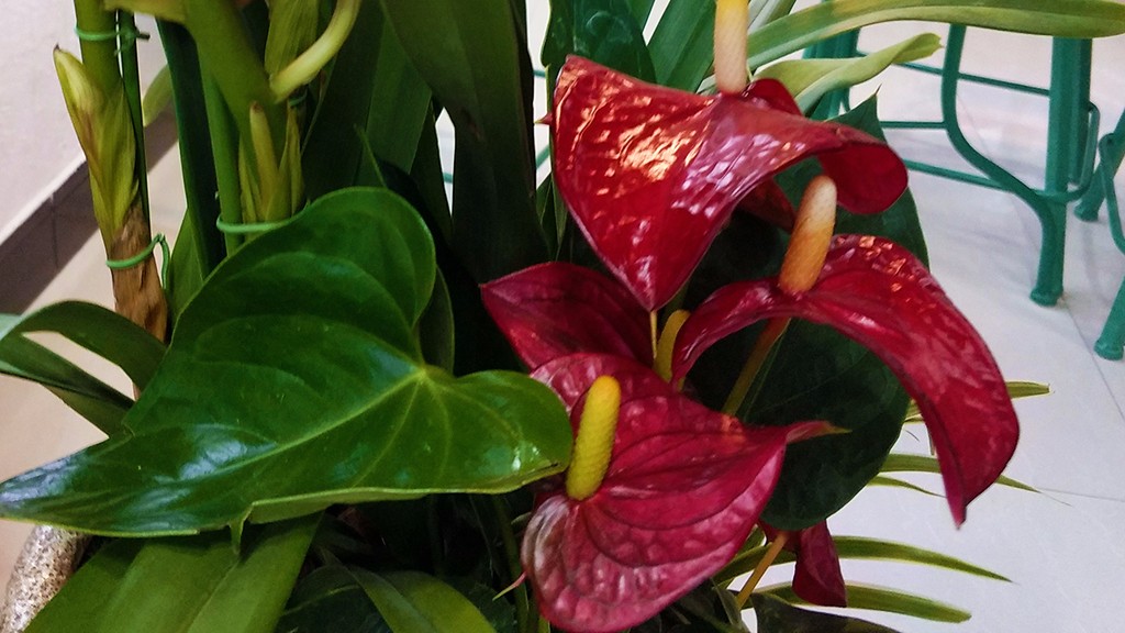 红掌叶片各种病症解答,红掌怎么护理才不会死