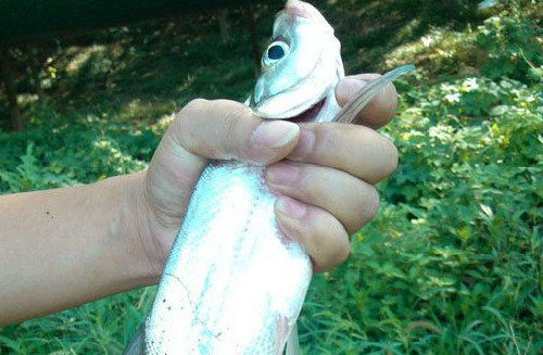 野外钓鱼的最佳钓法,野外钓翘嘴怎么钓最好