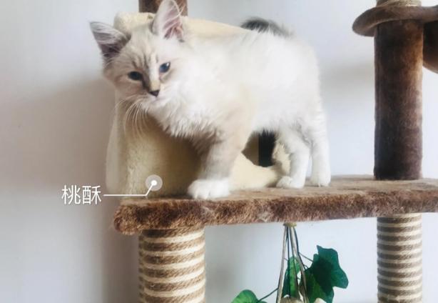 猫咪脂溢性皮炎猫吃什么药,猫得脂溢性皮炎怎么治疗