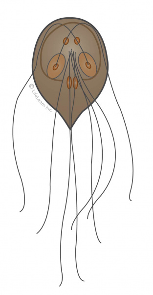 犬贾第鞭毛虫简介,犬贾第鞭毛虫