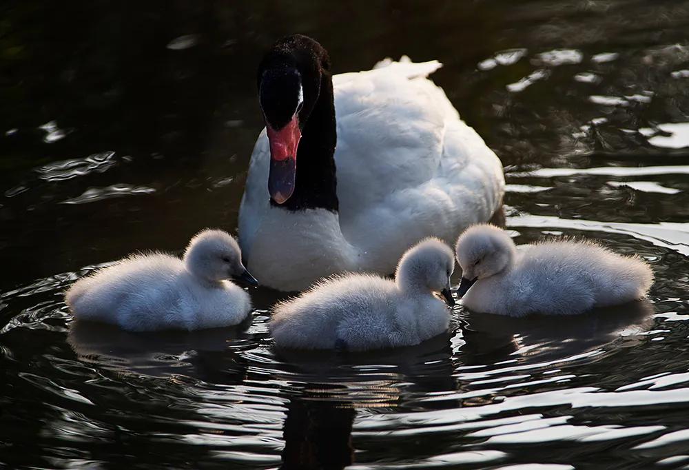 津门网司徒志文:广州动物园——黑颈天鹅
