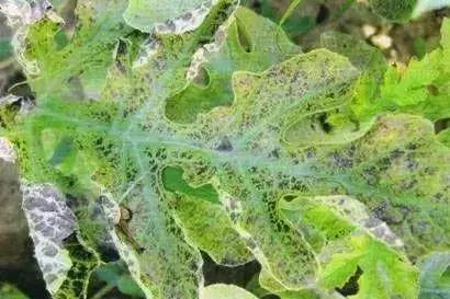 青霉灰霉杀菌剂,青霉绿霉跟灰霉有什么区别