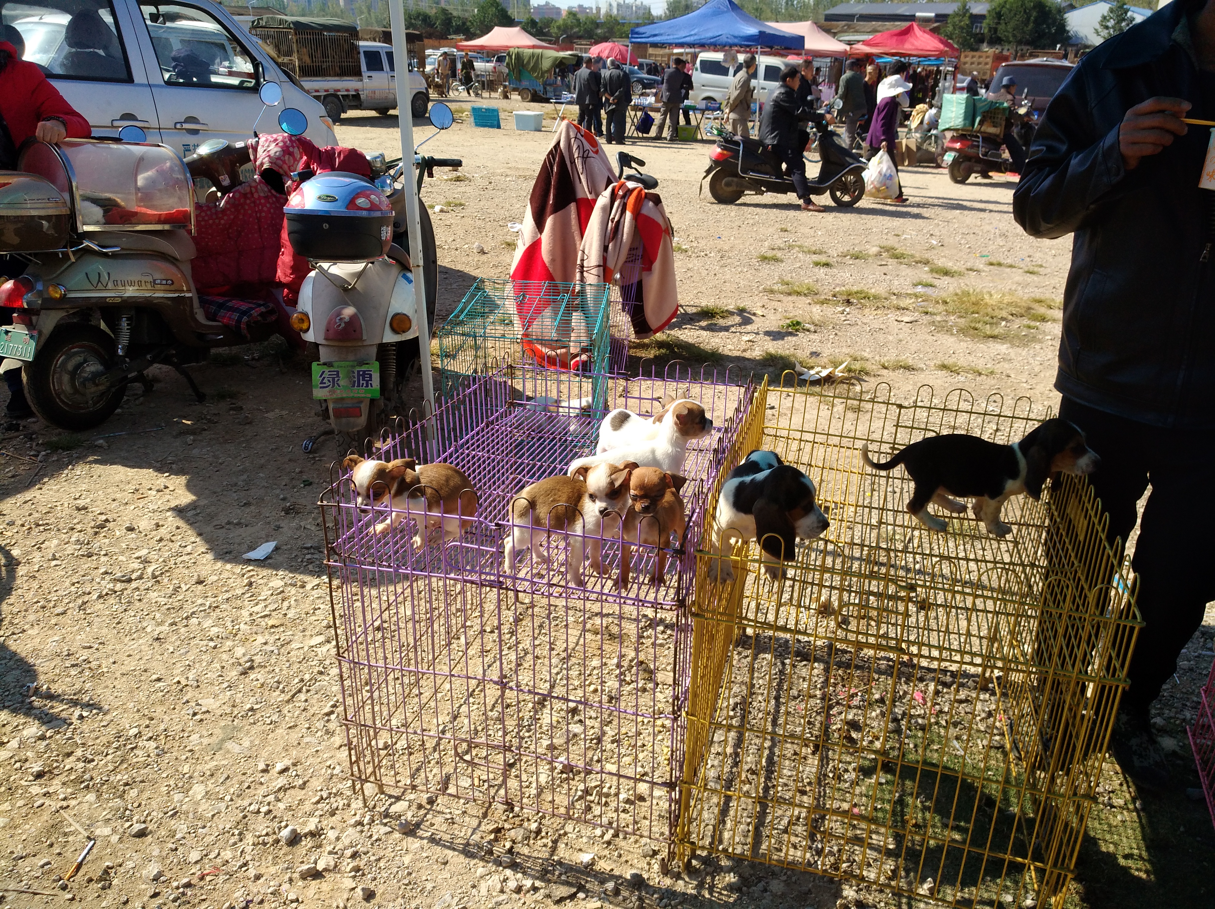 网上买狗运输靠谱吗,网上买宠物狗要注意什么