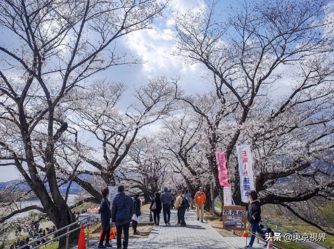 我在京都,攒下一整个春日的绝美樱色送给你。