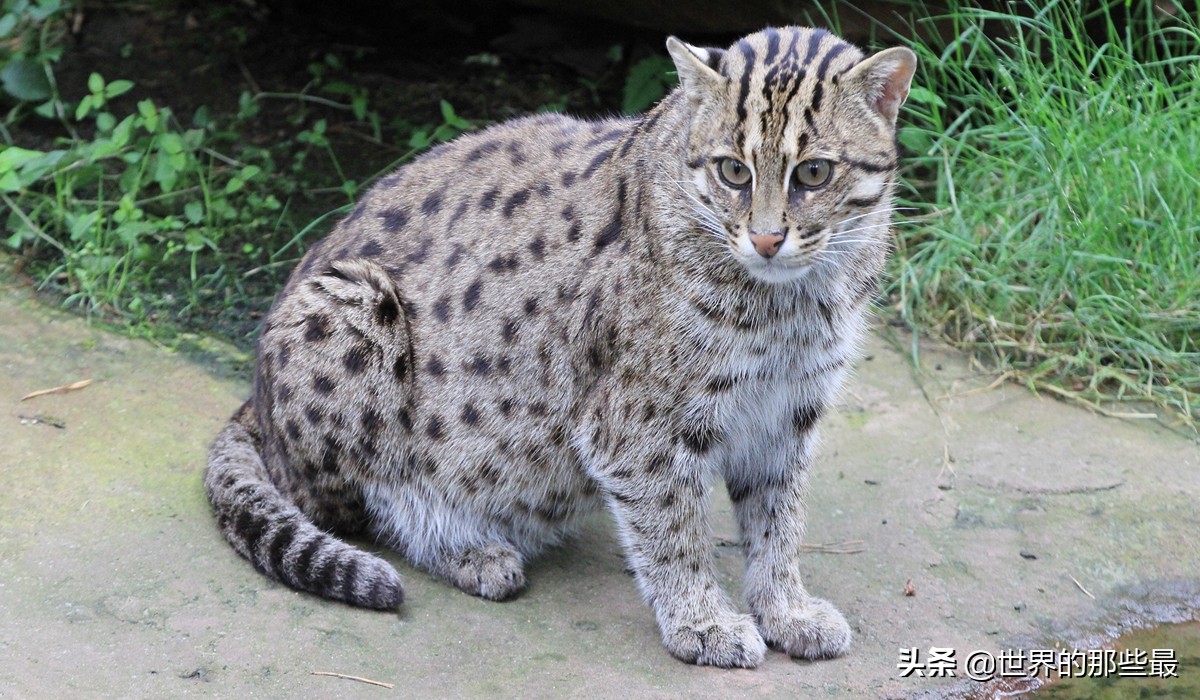 小体型猫科最凶,最凶的猫矮脚猫