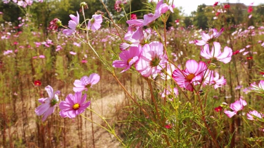 山东王屋湖国家湿地公园,山东最美湿地公园