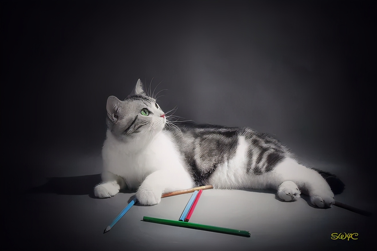 英短怎么养才变得粘人,美短粘人还是英短粘人