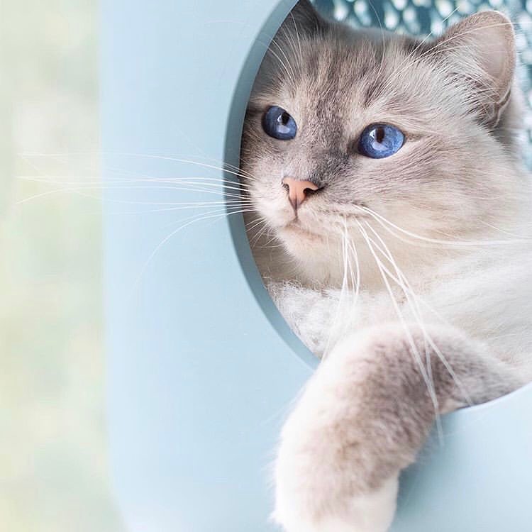 猫咪结膜炎和horner综合征,猫咪眼睛结膜炎的症状及治疗方法