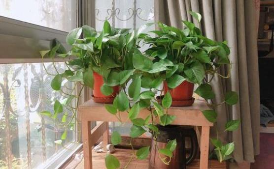 绿萝黄叶是什么原因如何处理,绿萝黄叶是什么问题怎么解决