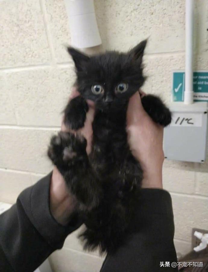 岛国妹子养的超萌小奶猫，几个月后变成巨兽了