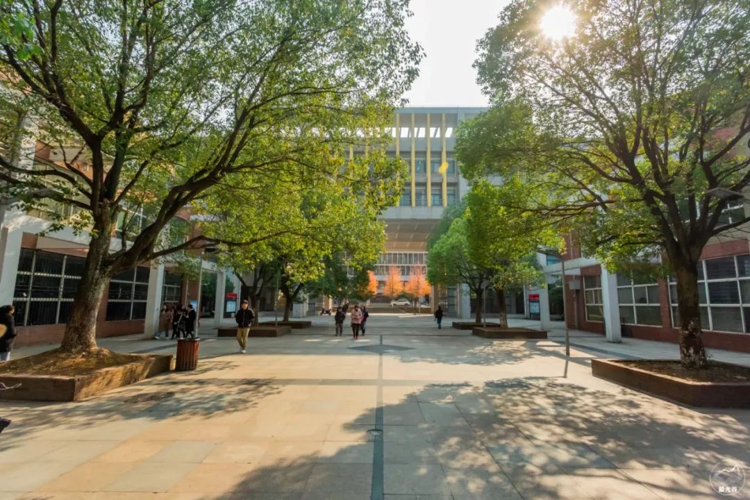 不输武大樱花，文华学院美“枫”了