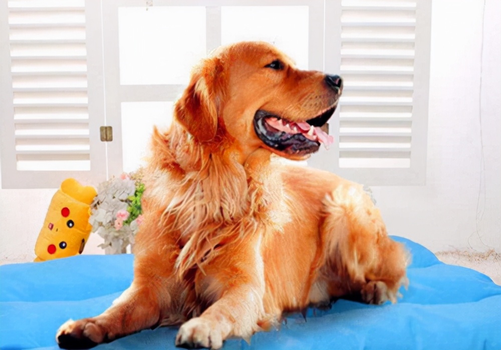 狗狗生理期20多天了还没完正常吗,狗狗生理期20天了还有分泌物