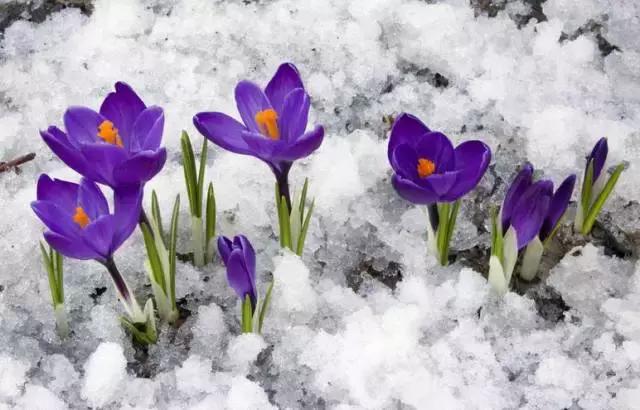 那些天价的植物,十大最值钱的植物