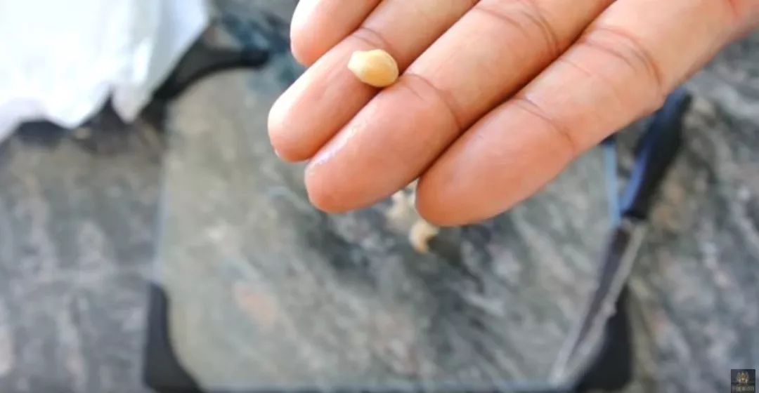 玉米棒子插水里，7天冒出小森林