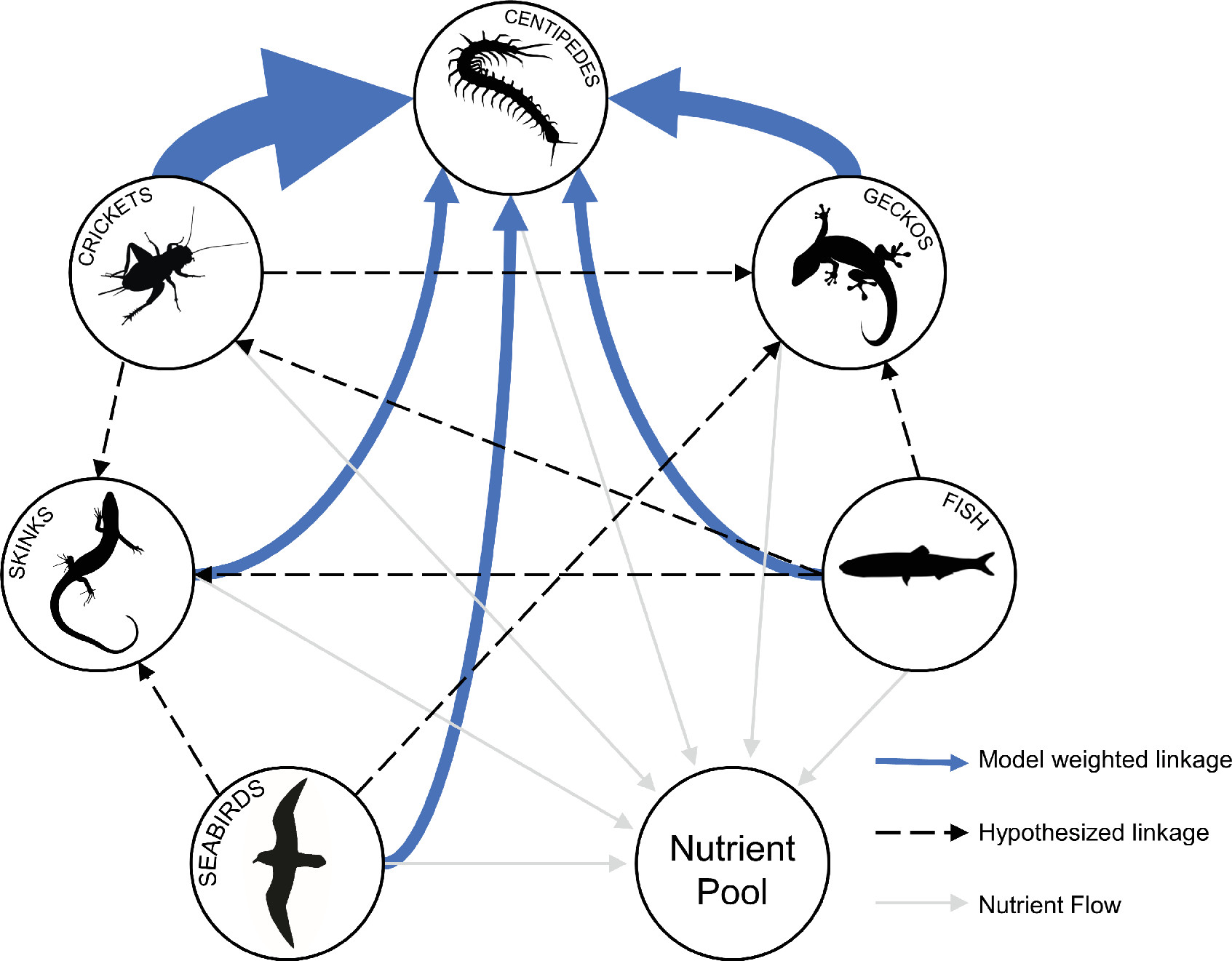 菲利普岛巨型蜈蚣吃海鸟,这六只巨型蜈蚣你觉得哪个更厉害