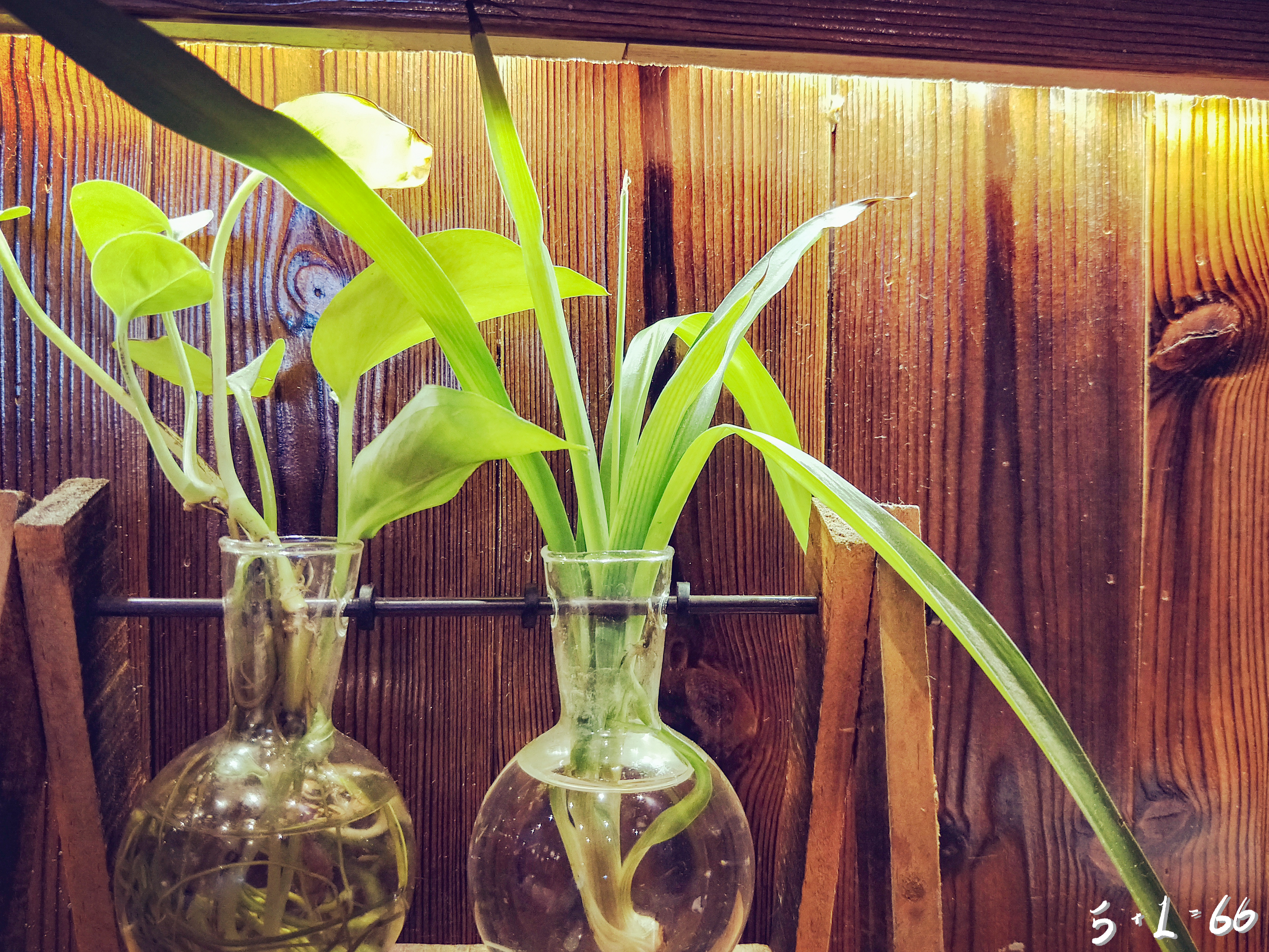 六六带你淘大牌,浅草屋日料店