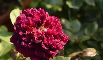 100种玫瑰品种图鉴大全,100种玫瑰品种图解