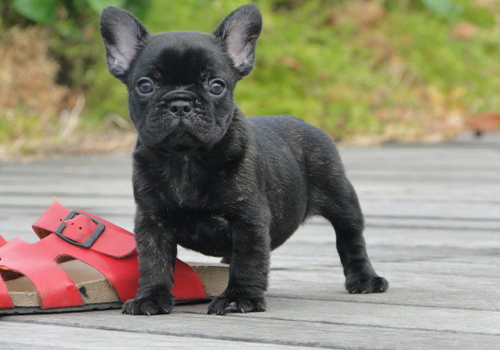 狗狗来月经了要注意什么事项,养狗要看日子吗