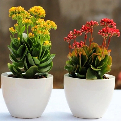 10种公认最好养室内的小盆栽,养护盆栽植物的10大技巧