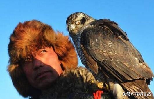 熬鹰是什么意思，最残忍的驯化方式，人与猎鹰都不睡觉意志对抗