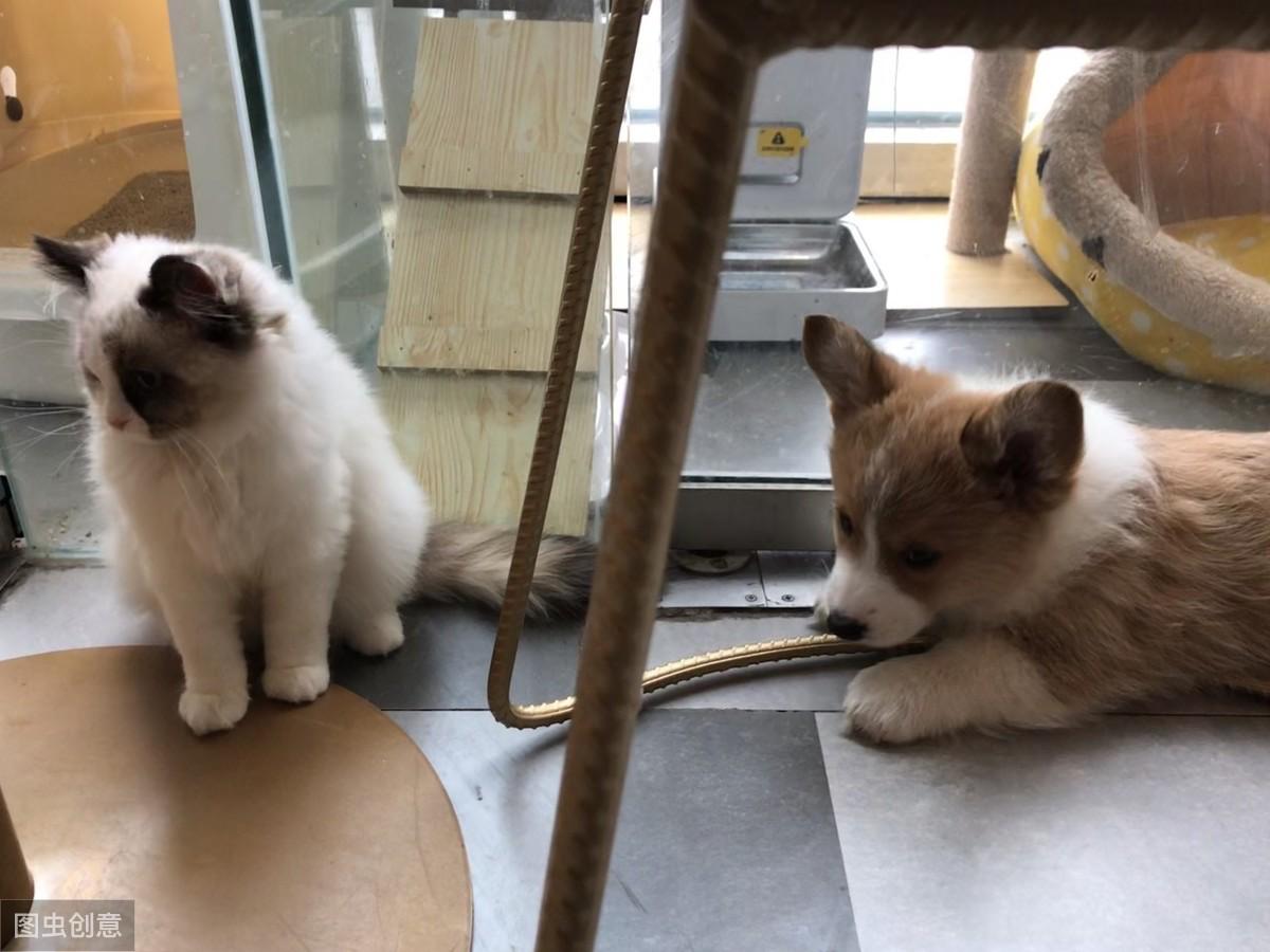人生赢家就是猫狗双全,养狗和猫怎么让猫狗和平相处