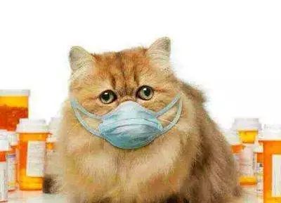 猫咪随便大小便如何纠正,猫咪随便大小便怎么办