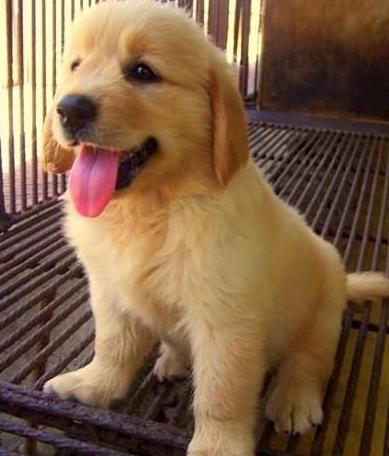 金毛犬怎么挑选纯不纯,金毛犬要怎么挑选才是最好的