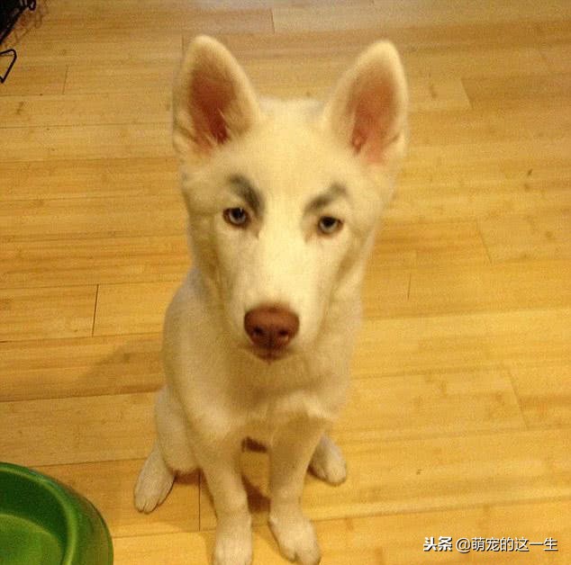 关于狗的秘密的纪录片,关于狗狗的7个秘密