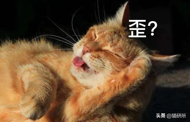 猫爪有什么隐藏的秘密,猫爪爪有哪些冷知识