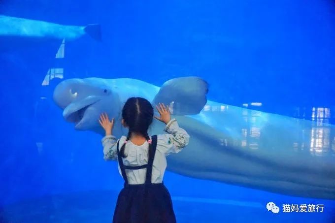 齐河附近带孩子自驾游景点,周边亲子游齐河