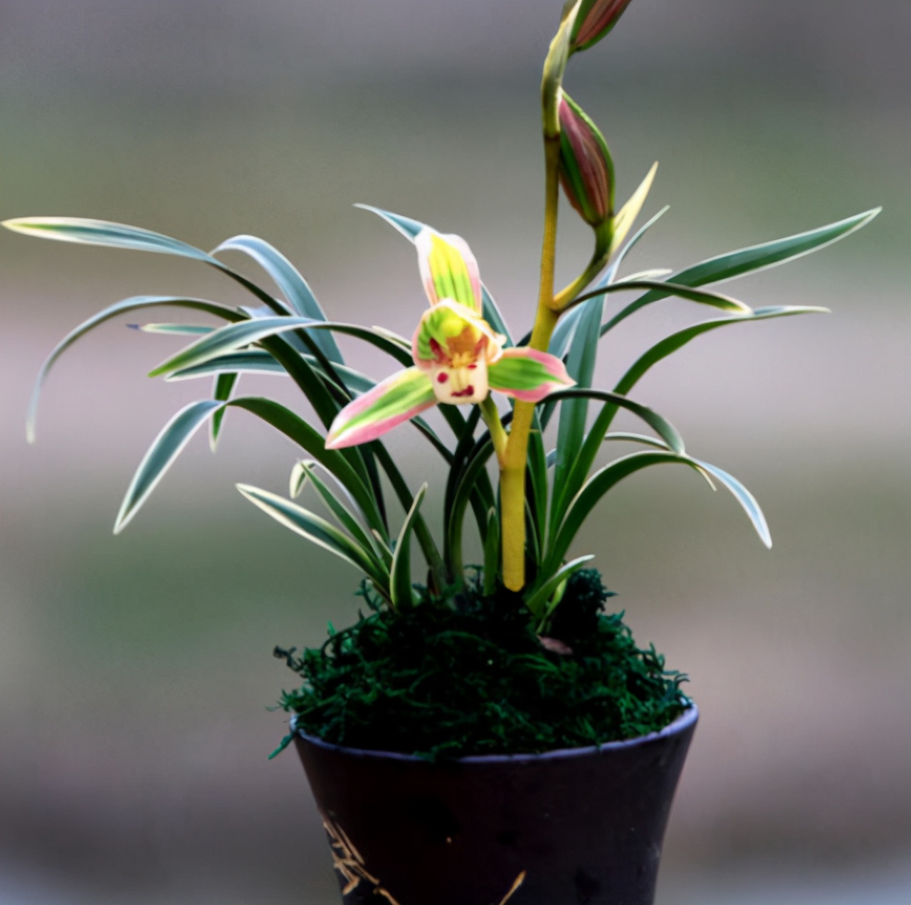 老品种花开富贵兰花,春兰帝王妃金边矮种兰花简介