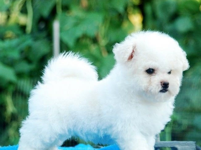 比熊一顿吃多少克狗粮,比熊每次吃多少克狗粮合适