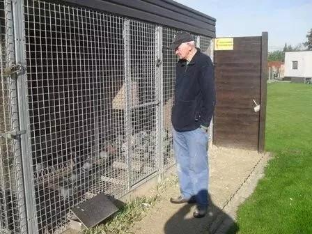 如何引进优秀的赛鸽,如何选拔优秀的鸽子