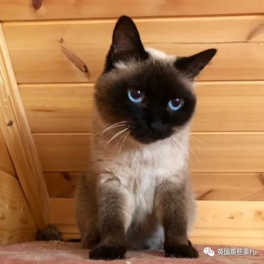 养暹罗猫会得什么病吗,养暹罗猫就像开盲盒