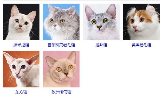 男生初次养猫养公猫还是母猫,初次养猫是公猫好还是母猫好