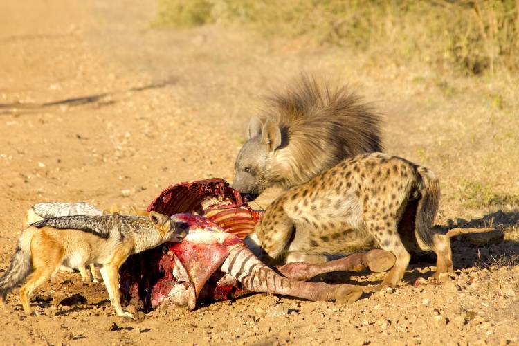 黑背豺,黑背豺哺育幼崽