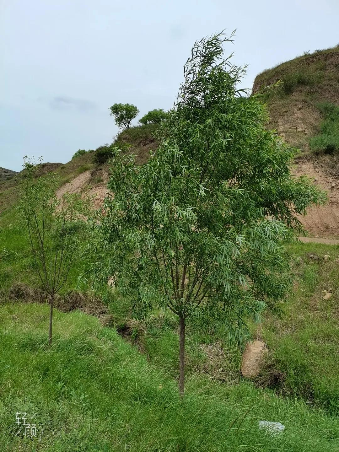 关于家乡生态环境研究报告,谈谈家乡近几年生态环境的变化