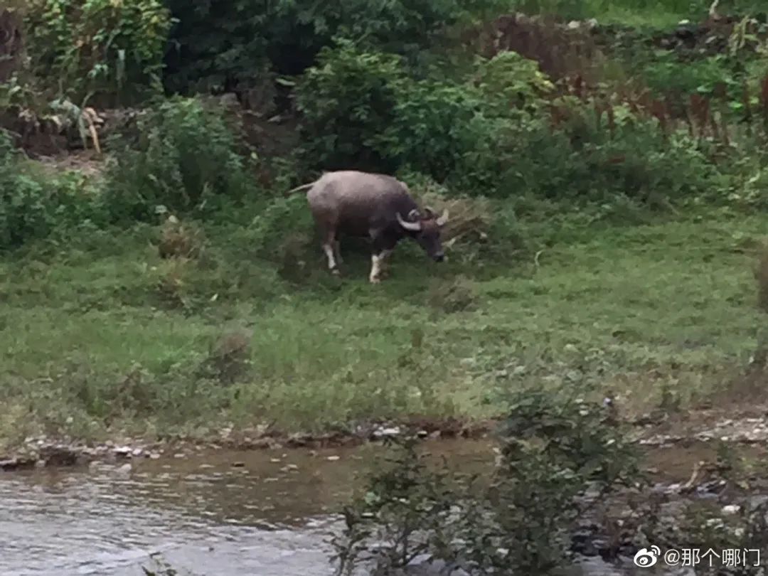 沅江边的啷轻啷轻啷啷轻