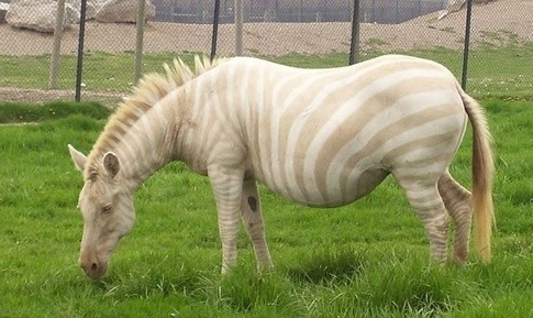 世界最罕见的十个杂交动物,不忍直视世界罕见的十大变异动物