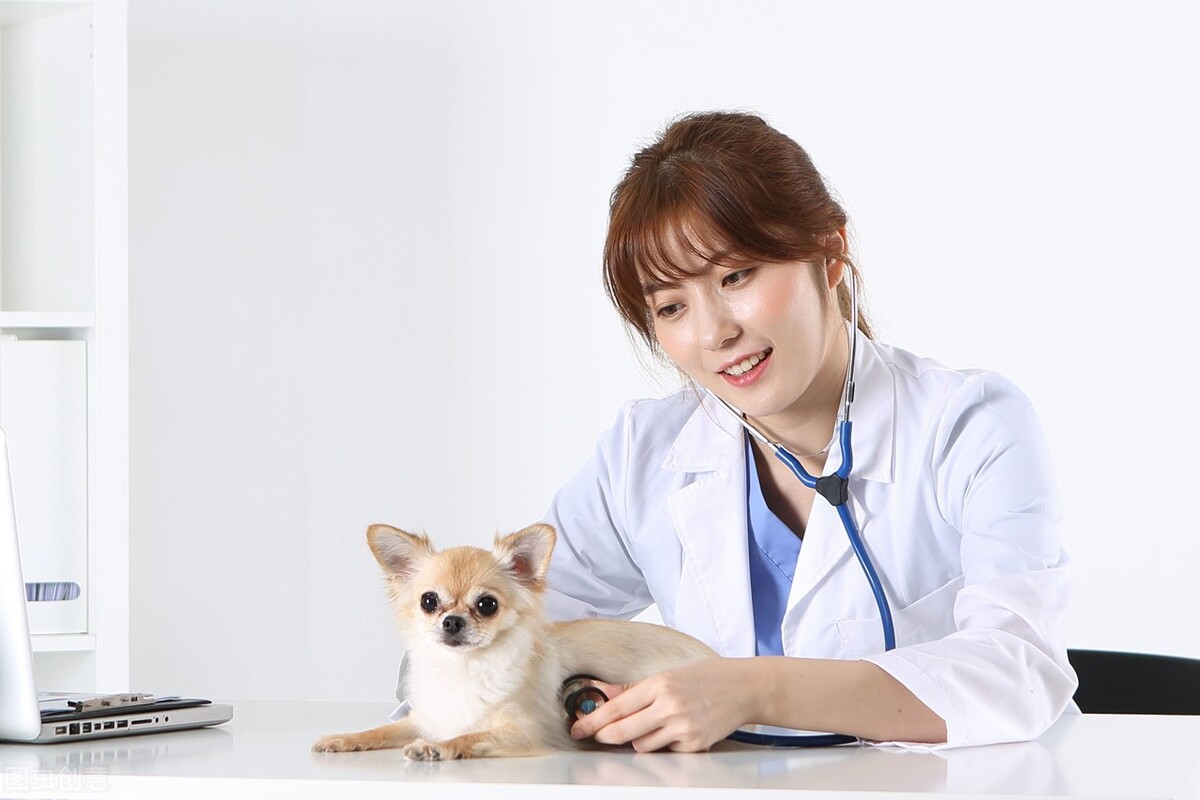 宠物犬得了虱子怎么办？狗狗得虱病的原因以及治疗方法等