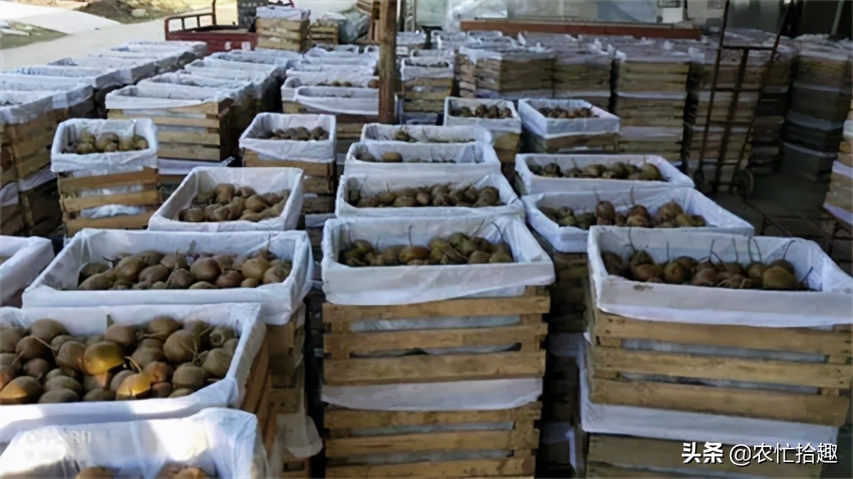 口碑不要了？8月才成熟，提前一个月就采摘，果子放到坏也不熟