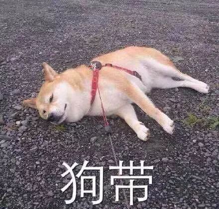 犬瘟病毒在室温下存活多久,狗狗感染犬瘟病毒症状