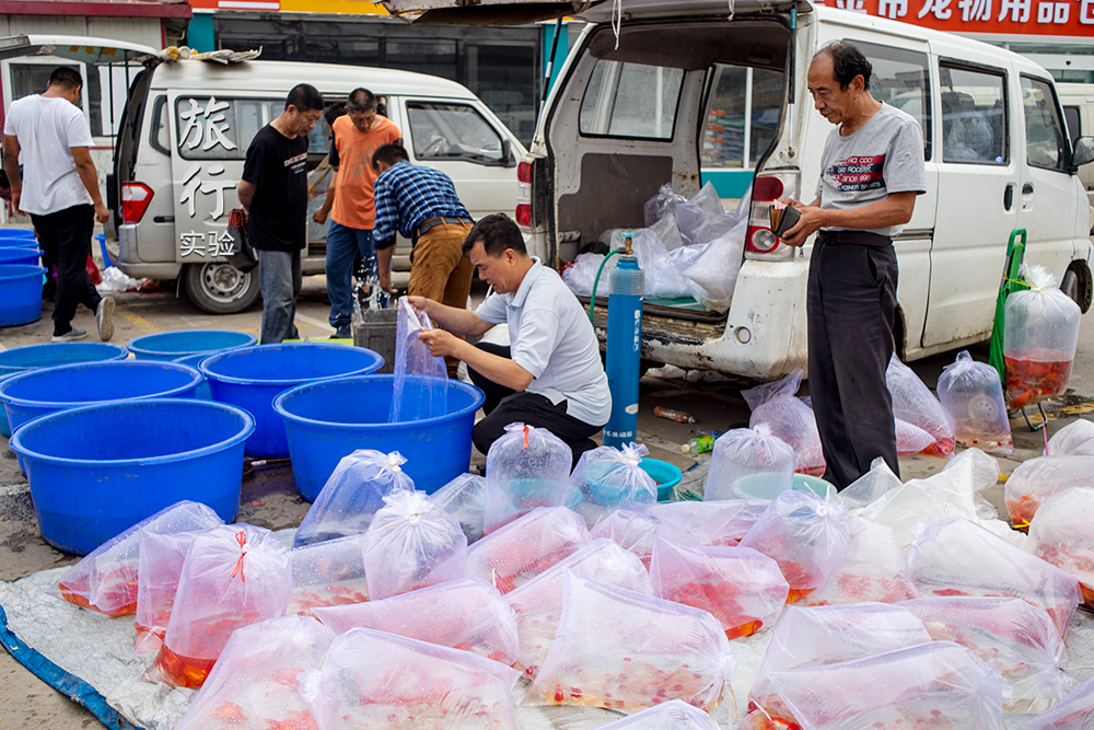 一周一次的宠物市场,天津适合带宠物去游玩的地方
