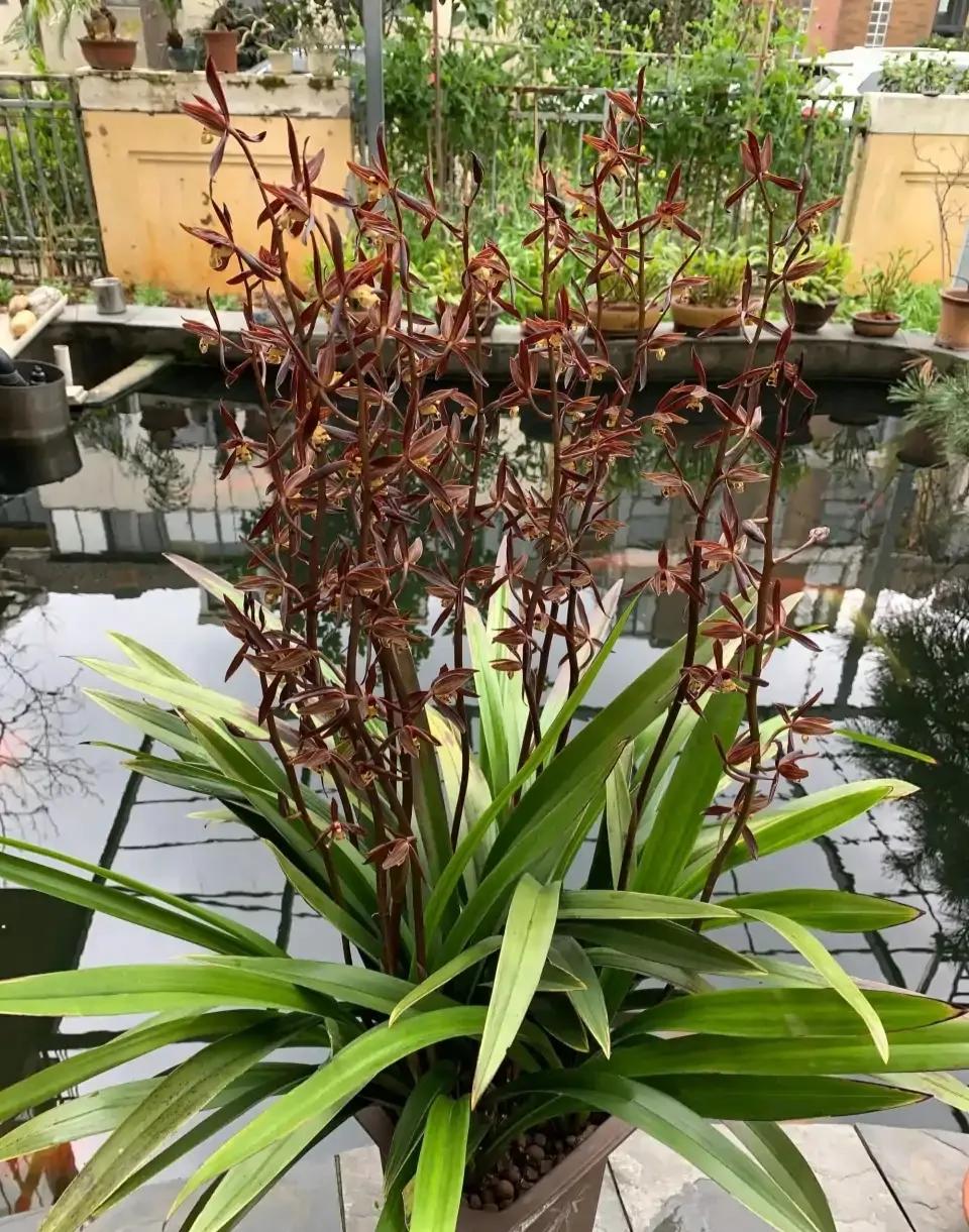 适合家养的兰花多少钱,适合家养的兰花品种图片