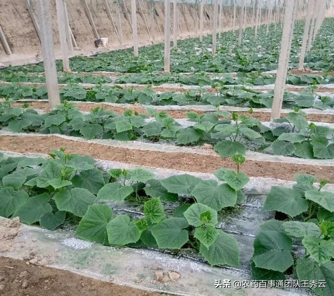 蔬菜定植后根系不长的原因是什么,蔬菜移栽下去不长是什么原因