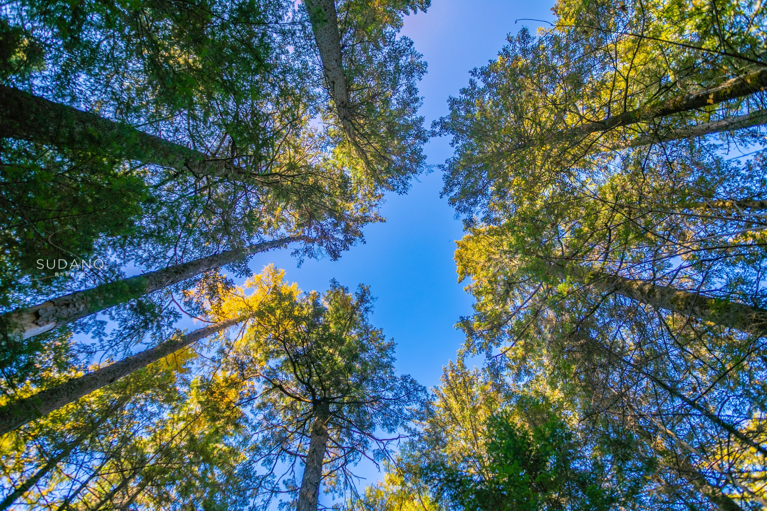 长白山百年野生人参为什么贵,长白山人参最好在哪里