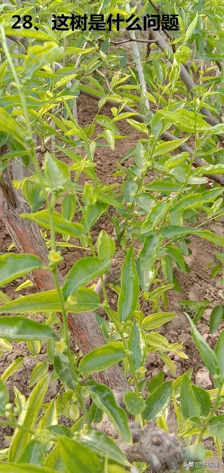 枣树环剥后多少天可以浇水,枣树环割以后多久才生理落果愈合